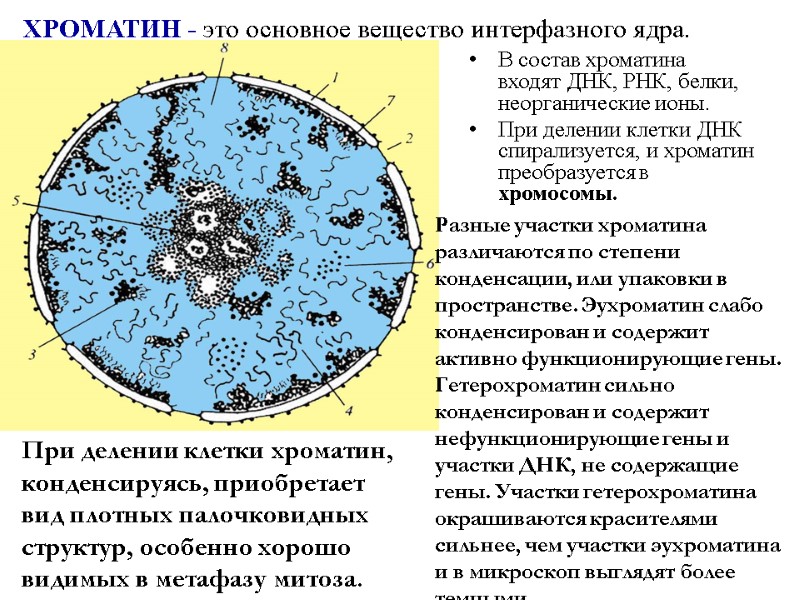 В состав хроматина  входят ДНК, РНК, белки, неорганические ионы. При делении клетки ДНК
